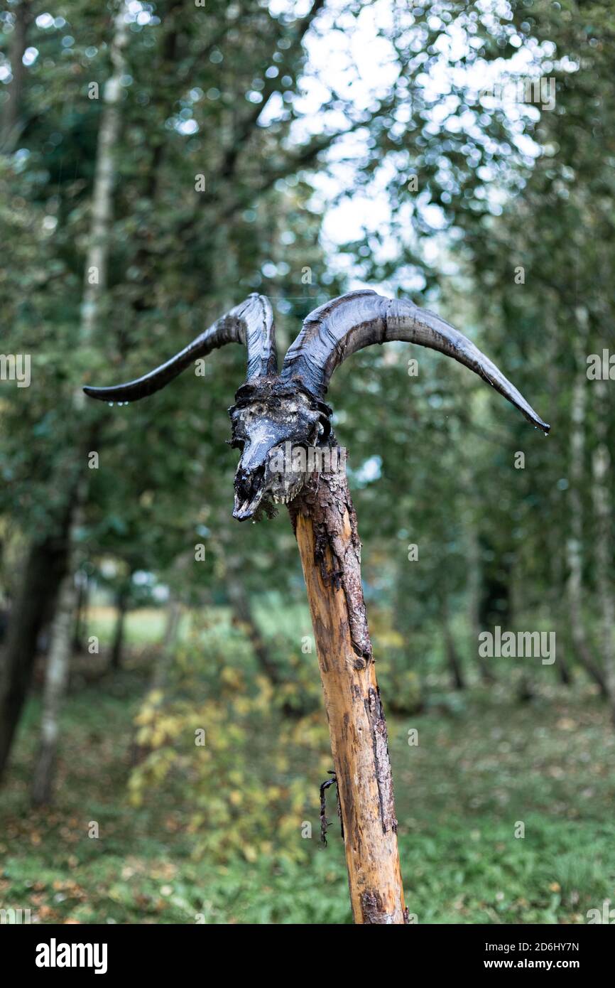 Cranio di capra su un palo di legno Foto Stock