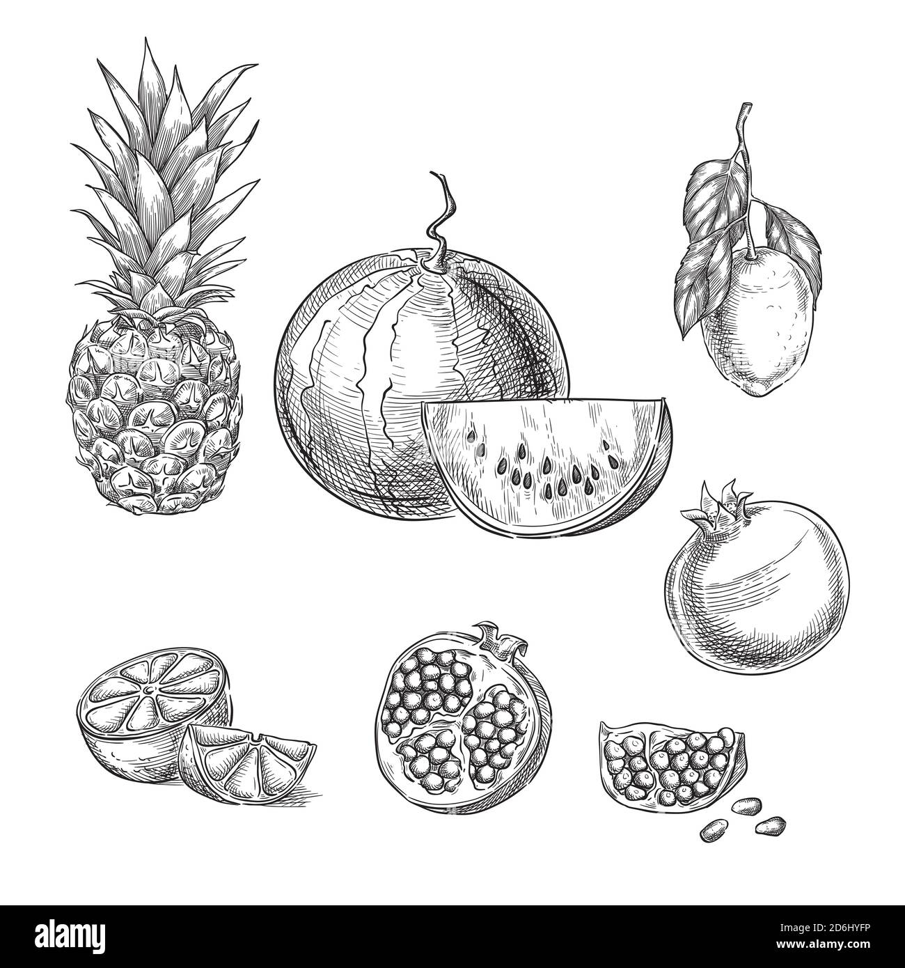 Illustrazione vettoriale dello schizzo di frutti tropicali. Ananas, limone, anguria, melograno elementi di design isolati disegnati a mano. Illustrazione Vettoriale