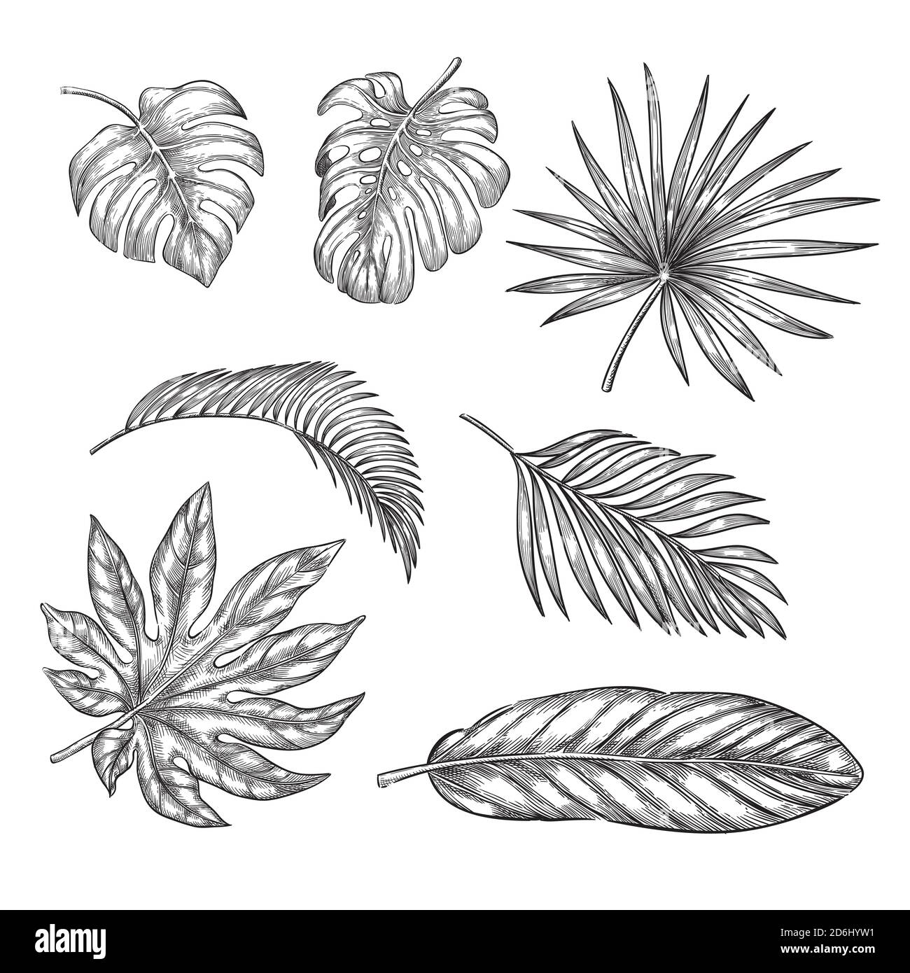 Set di foglie di palma tropicali, illustrazione dello schizzo vettoriale. Elementi di design floreali e natura tropica disegnati a mano. Illustrazione Vettoriale