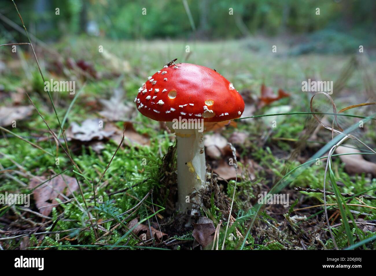 Famoso fungo rosso con macchie bianche. Volare agarico. Amanita muscaria. Foto Stock