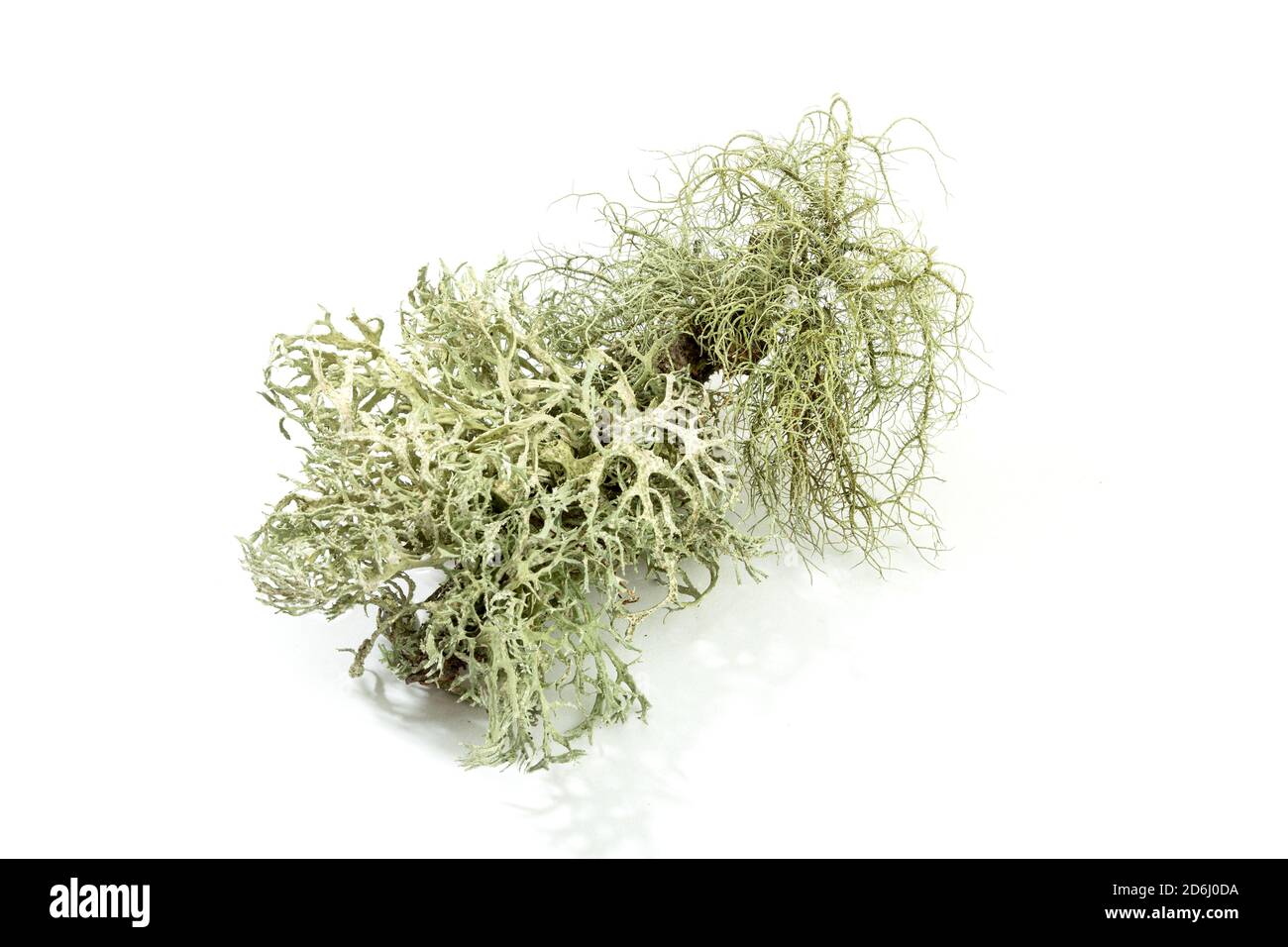 Lichene ramificato isolato su sfondo bianco. Evernia prunastri conosciuto anche come oakmoss Foto Stock