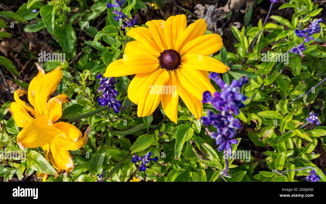 Susan dagli occhi neri (Rudbeckia hirta) al sole, Scozia, Regno Unito Foto Stock