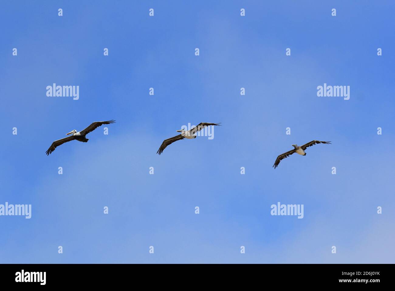 pellicani marroni della california sulla spiaggia di limantour Foto Stock