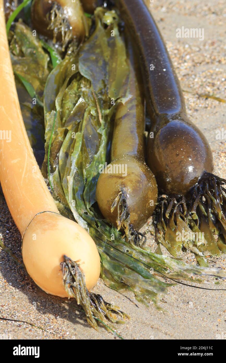 kelp sulla spiaggia della california Foto Stock
