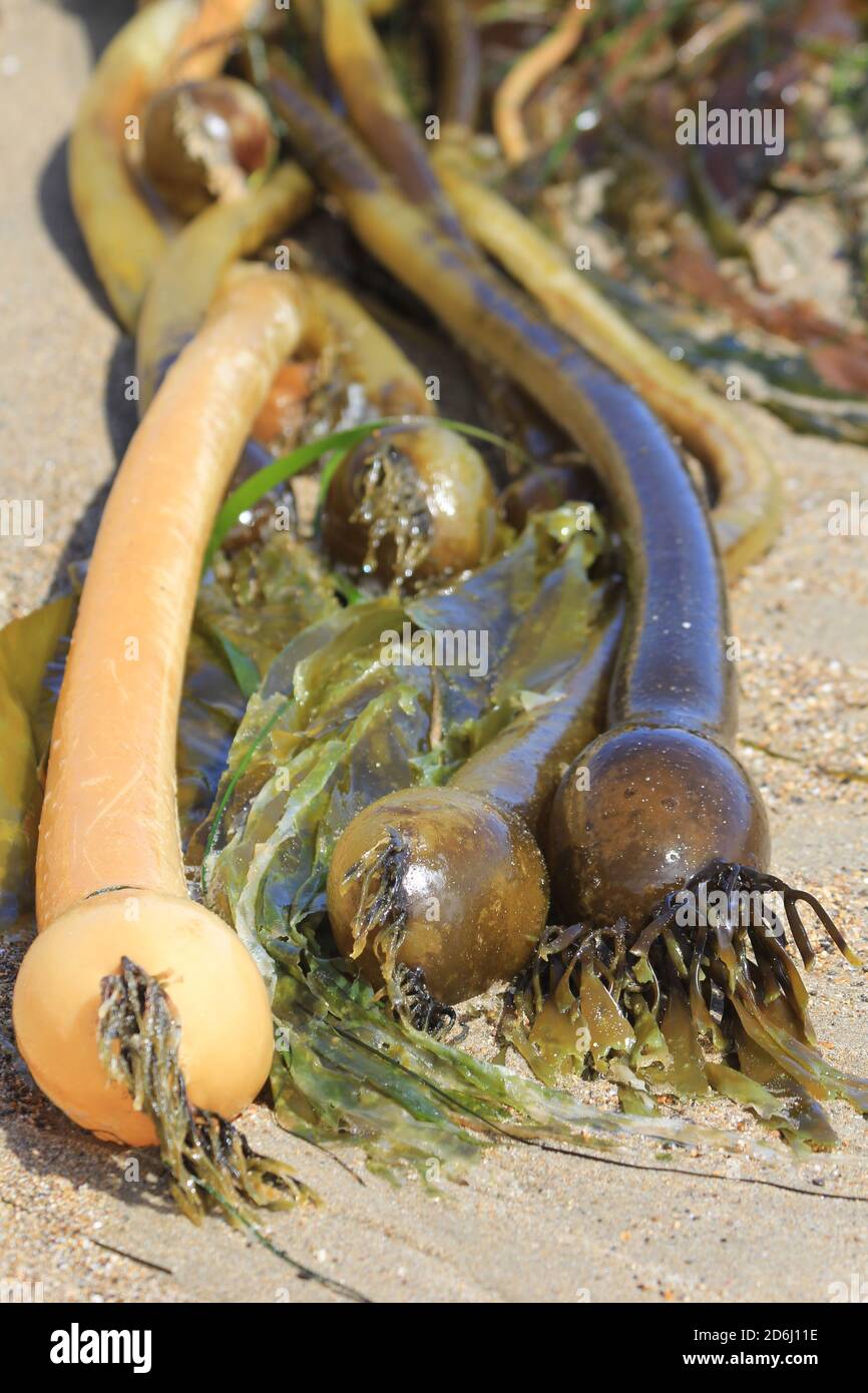 kelp sulla spiaggia della california Foto Stock