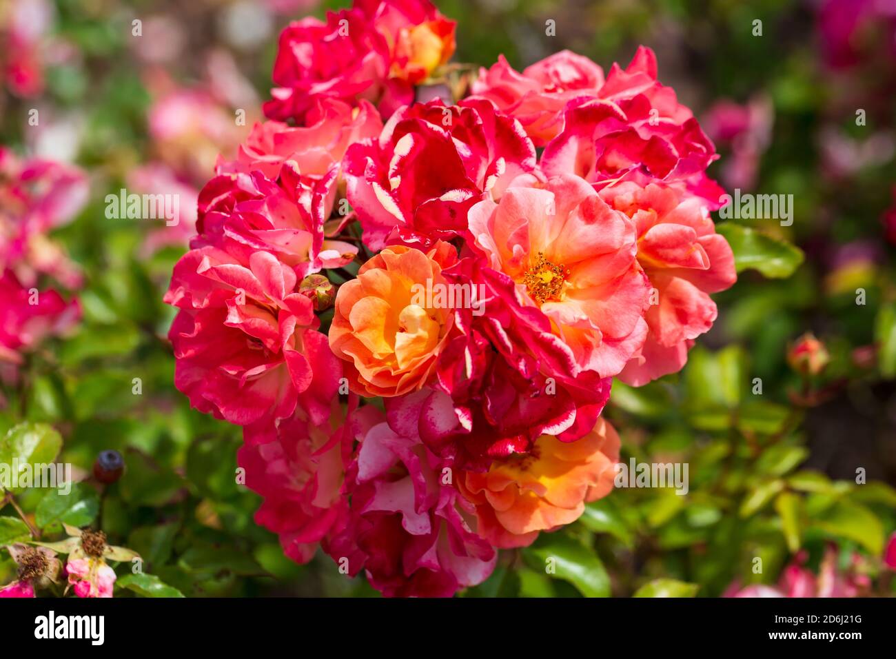 Coral Drift Rose Foto Stock