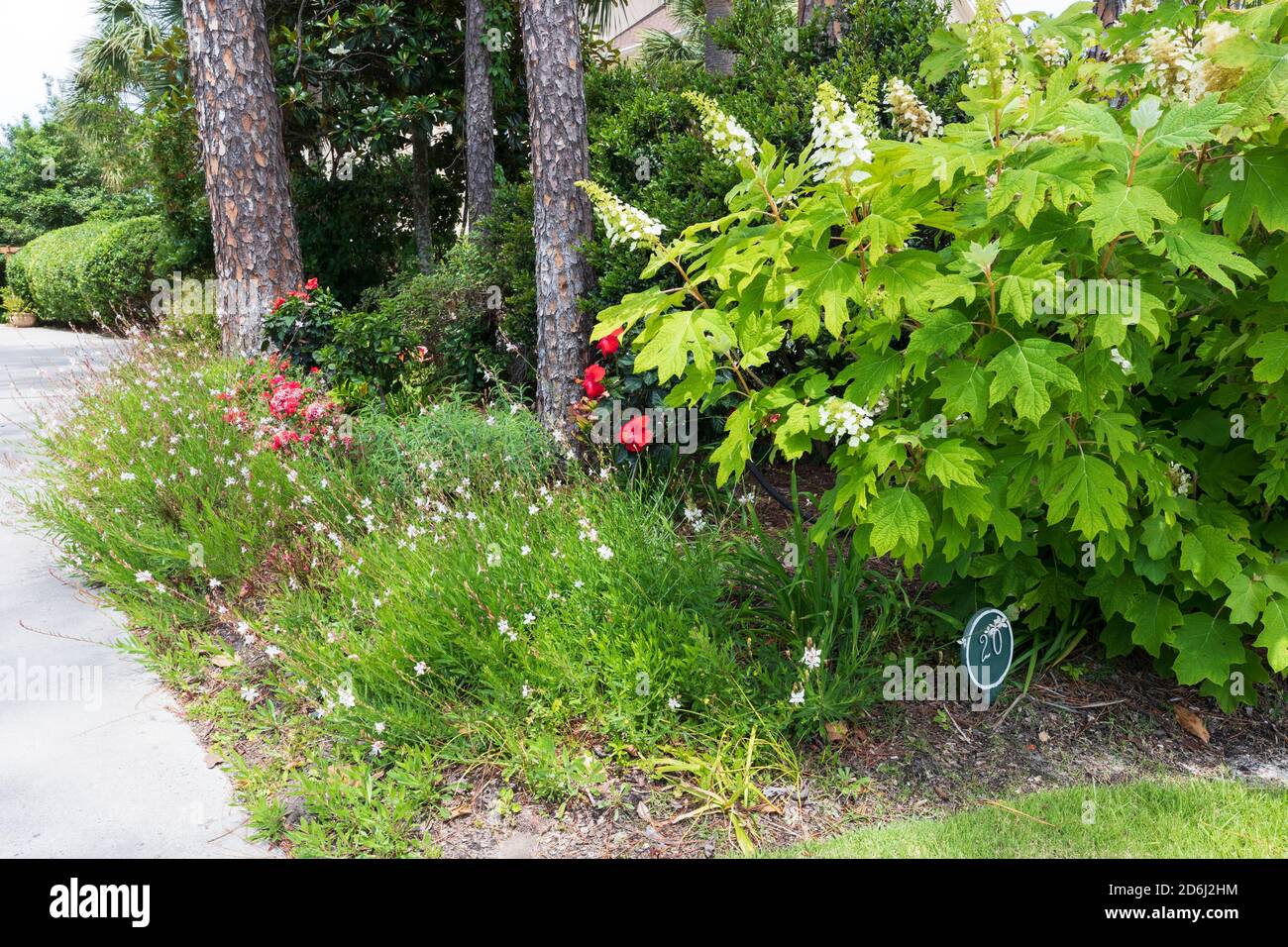 Un giardino del South Carolina nel mese di maggio. Foglie di quercia idrangea, gaura, rose da deriva e ibisco in un bordo colorato al bordo del drive. Foto Stock