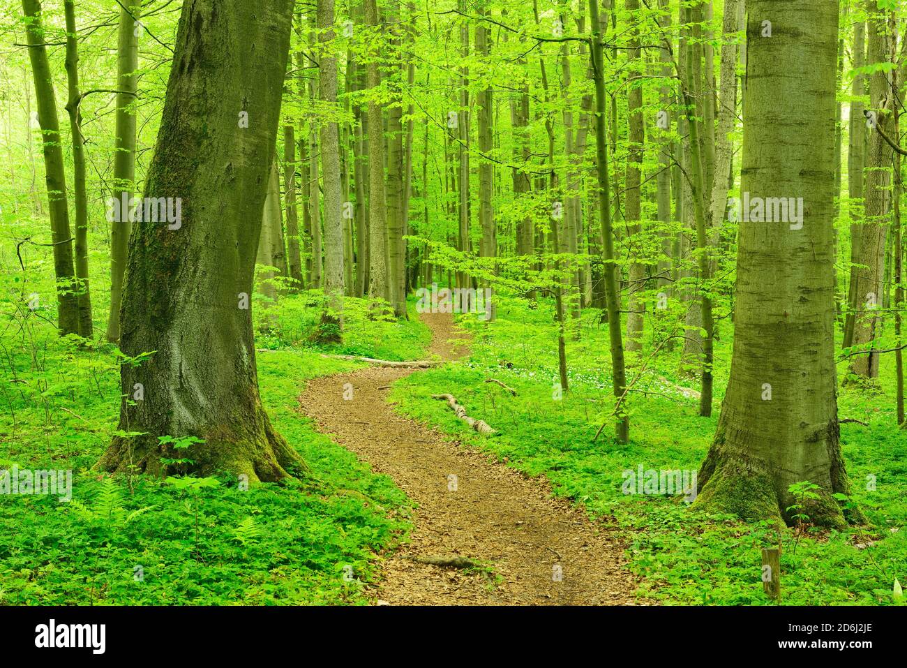 Sentiero escursionistico si snoda attraverso la foresta semi-naturale di faggio in primavera, Parco Nazionale Hainich, Turingia, fresco verde fogliame, UNESCO patrimonio naturale Foto Stock