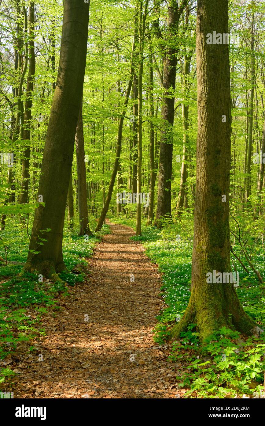 Sentiero escursionistico si snoda attraverso la foresta semi-naturale di faggio in primavera, fresco verde fogliame, anemoni in fiore, UNESCO patrimonio naturale 'Primeval Foto Stock
