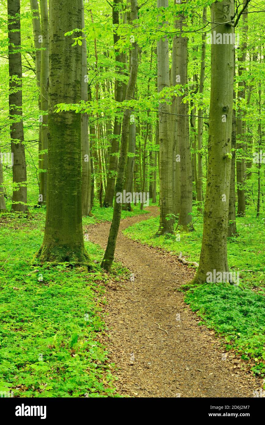 Sentiero escursionistico si snoda attraverso la foresta semi-naturale di faggio in primavera, fresco verde fogliame, UNESCO Patrimonio Naturale 'Primeval Faggio foreste nel Foto Stock