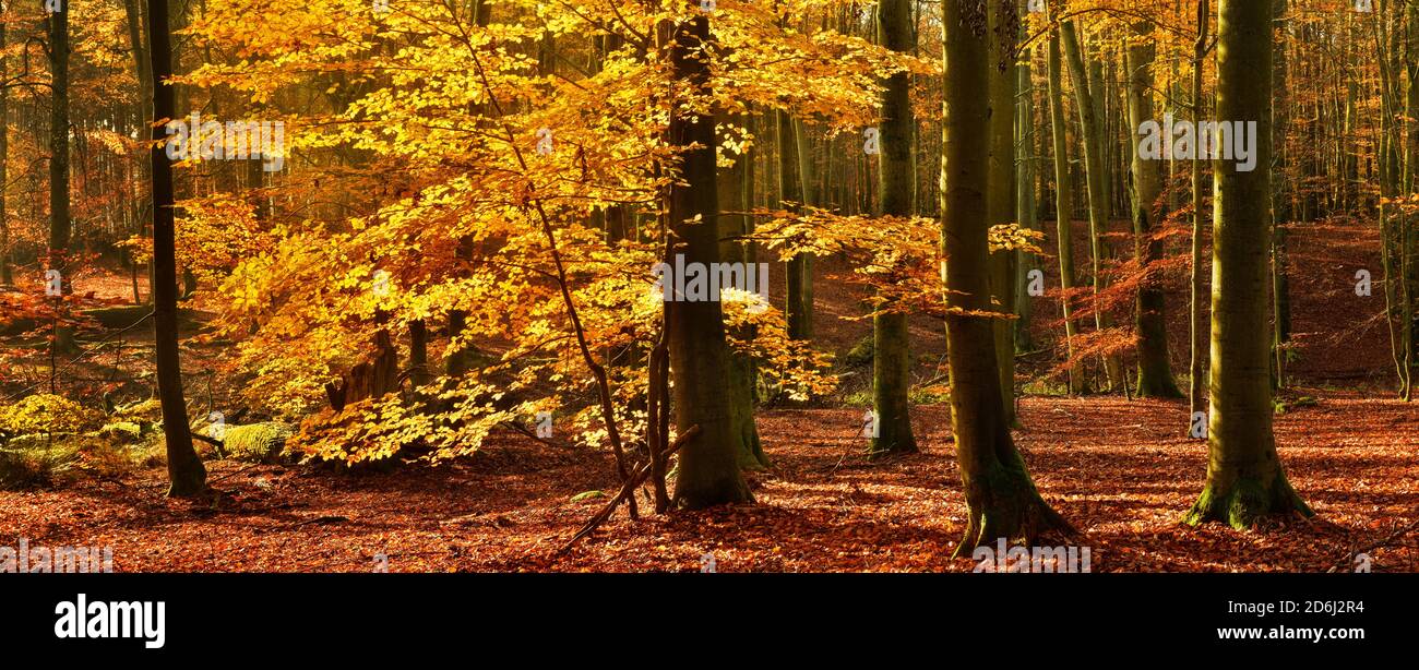Panorama, soleggiato bosco di faggi intatti in autunno, fogliame d'oro, Parco Nazionale di Mueritz, Meclemburgo-Vorpommern, Germania Foto Stock