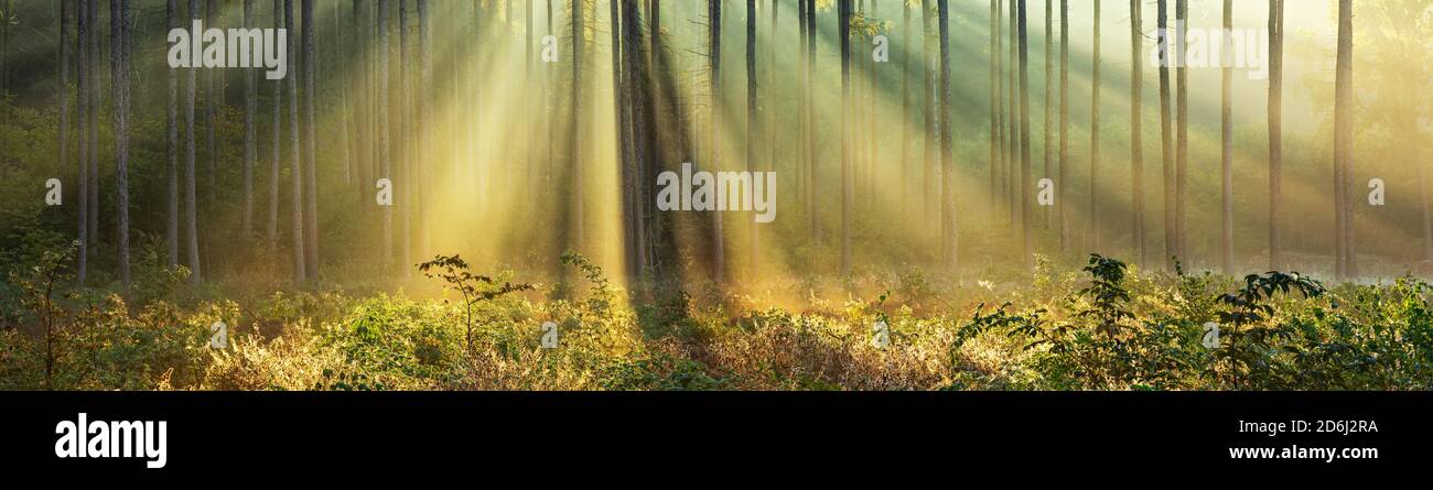 Panorama, Foresta alla luce del sole del mattino, raggi del sole che si infrangono attraverso la nebbia, catena montuosa di Finne, Burgenlandkreis, Sassonia-Anhalt, Germania Foto Stock