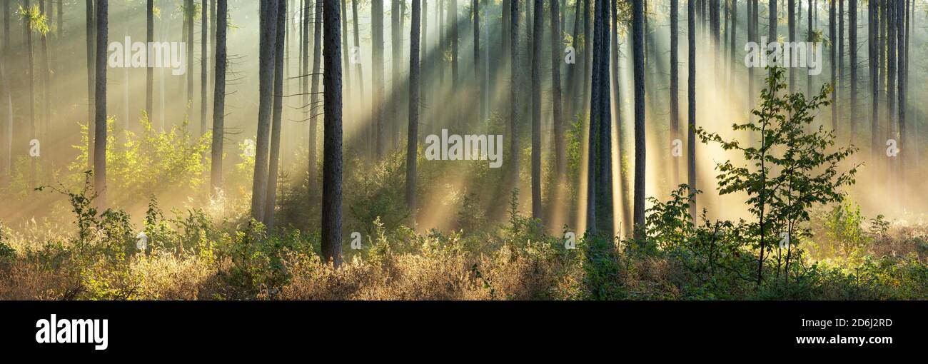 Panorama, foresta di pini alla luce del sole del mattino, raggi del sole che si infrangono attraverso la nebbia, catena montuosa di Finne, Burgenlandkreis, Sassonia-Anhalt, Germania Foto Stock