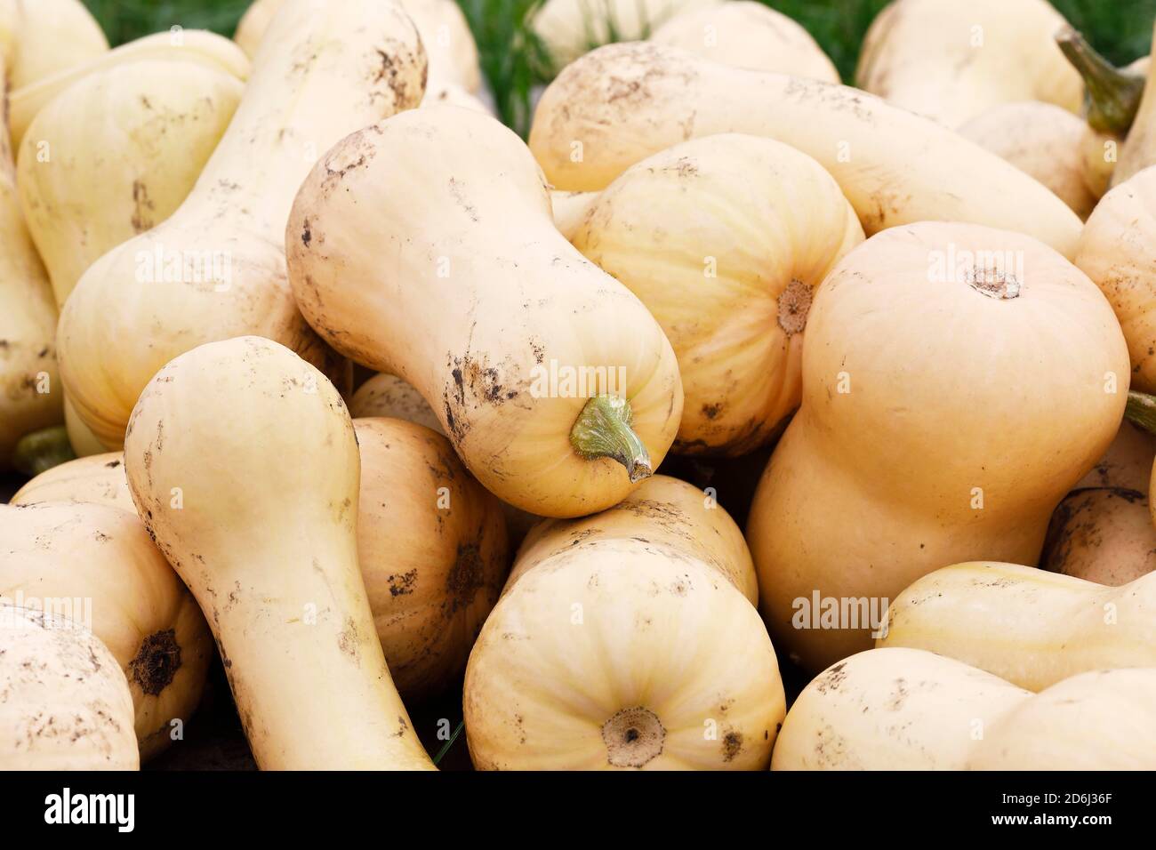 Zucca Butternut (Cucurbita maxima) varietà Butternut, Schleswig-Holstein, Germania Foto Stock