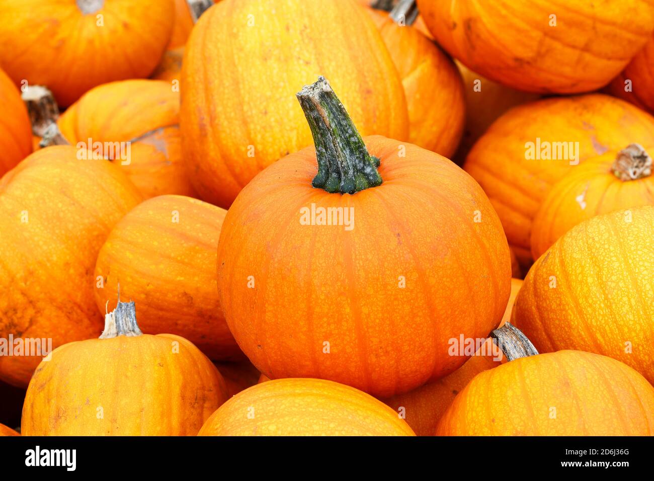 Zucche Halloween (Cucurbita maxima) , Schleswig-Holstein, Germania Foto Stock
