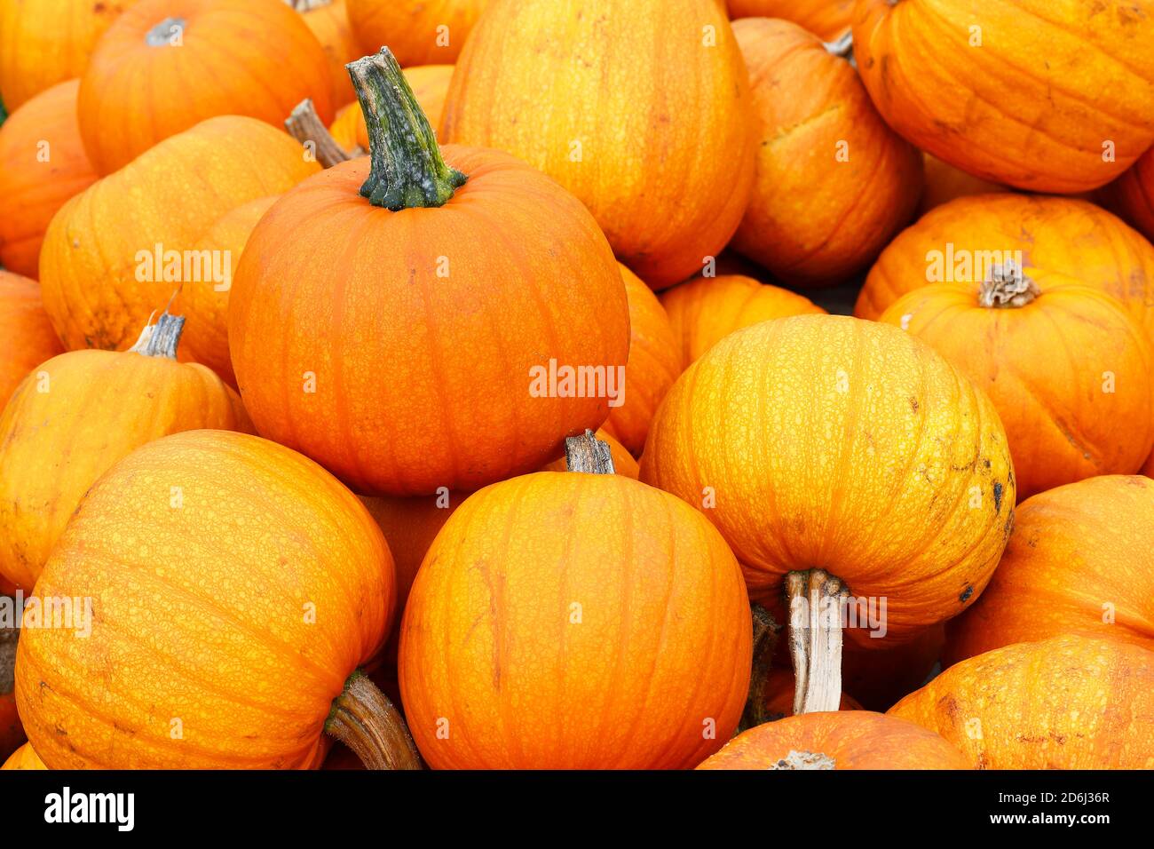 Zucche Halloween (Cucurbita maxima) , Schleswig-Holstein, Germania Foto Stock