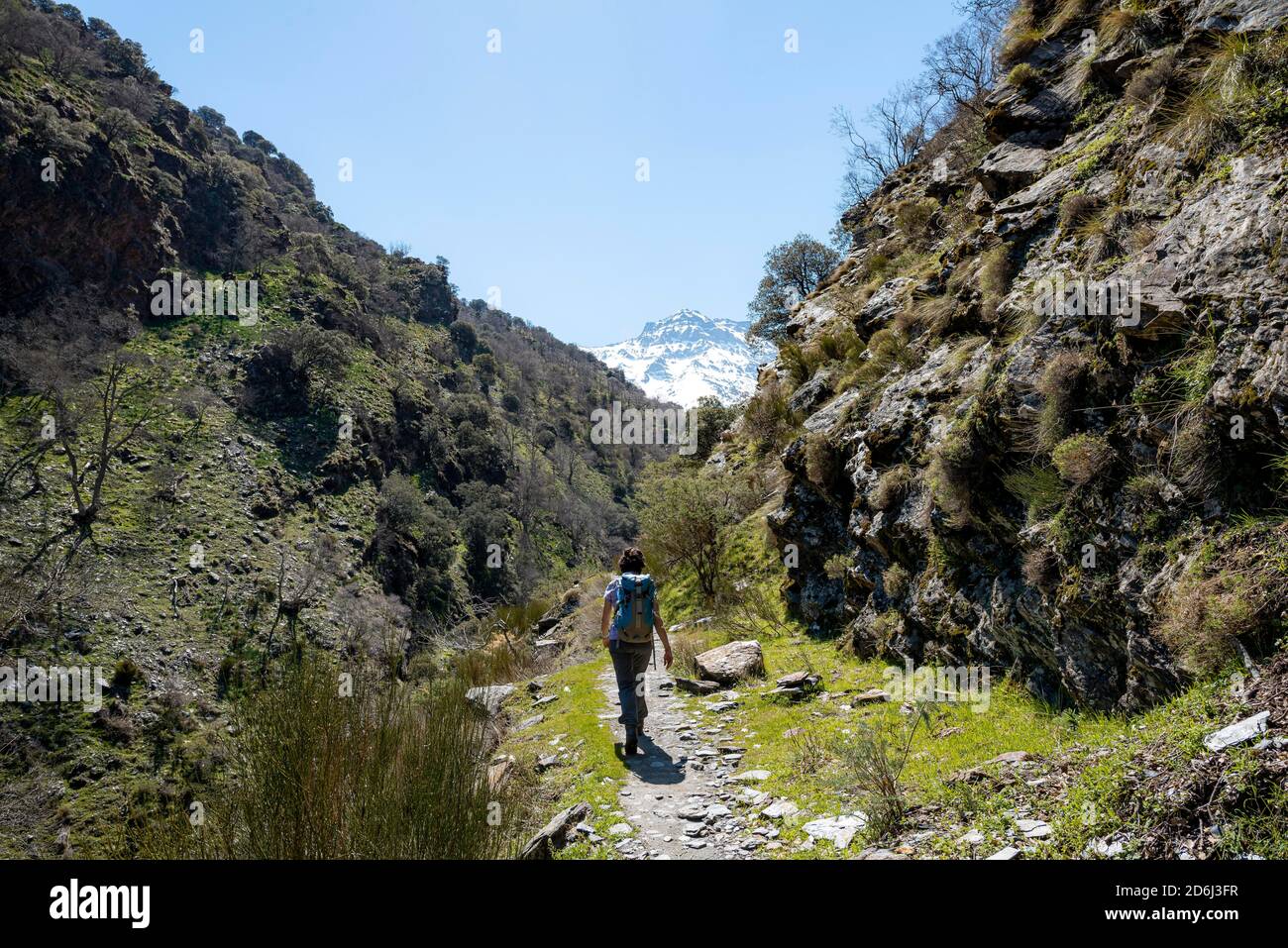 Escursionista su un sentiero escursionistico, sentiero Vereda de la Estrella, dietro la Sierra Nevada con la vetta la Alcazaba, montagne innevate vicino Granada Foto Stock