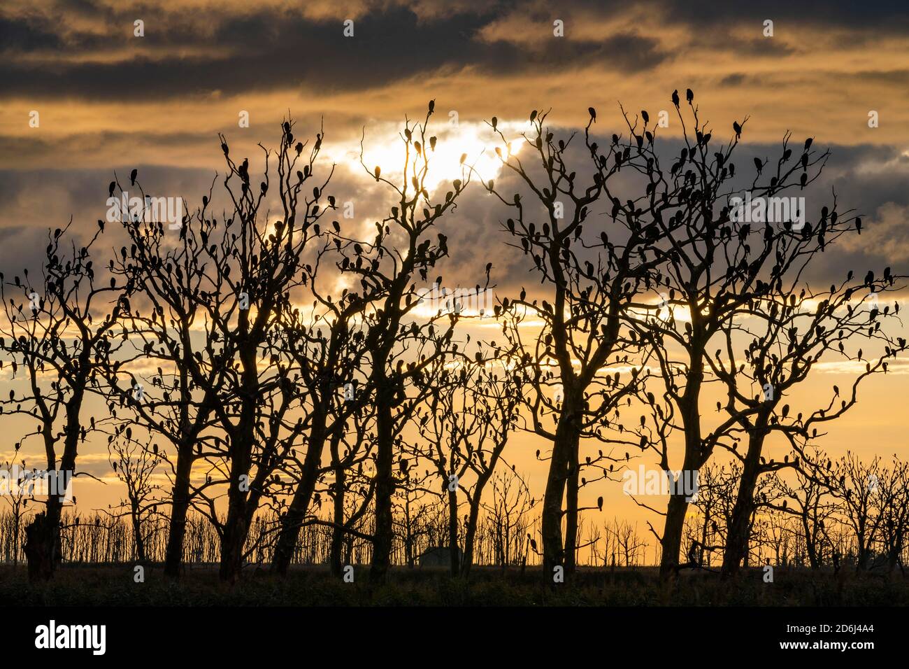 Grandi cormorani (Phalacrocorax carbo) su querce morte, Anklamer Stadtbruch riserva naturale, Bugewitz, fiume Peene Valley parco naturale Foto Stock