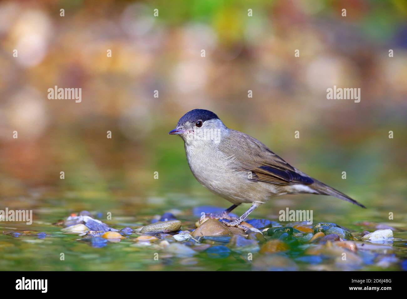 Blackcap (Sylvia alricapilla) maschio in acque poco profonde, Solms, Assia Foto Stock