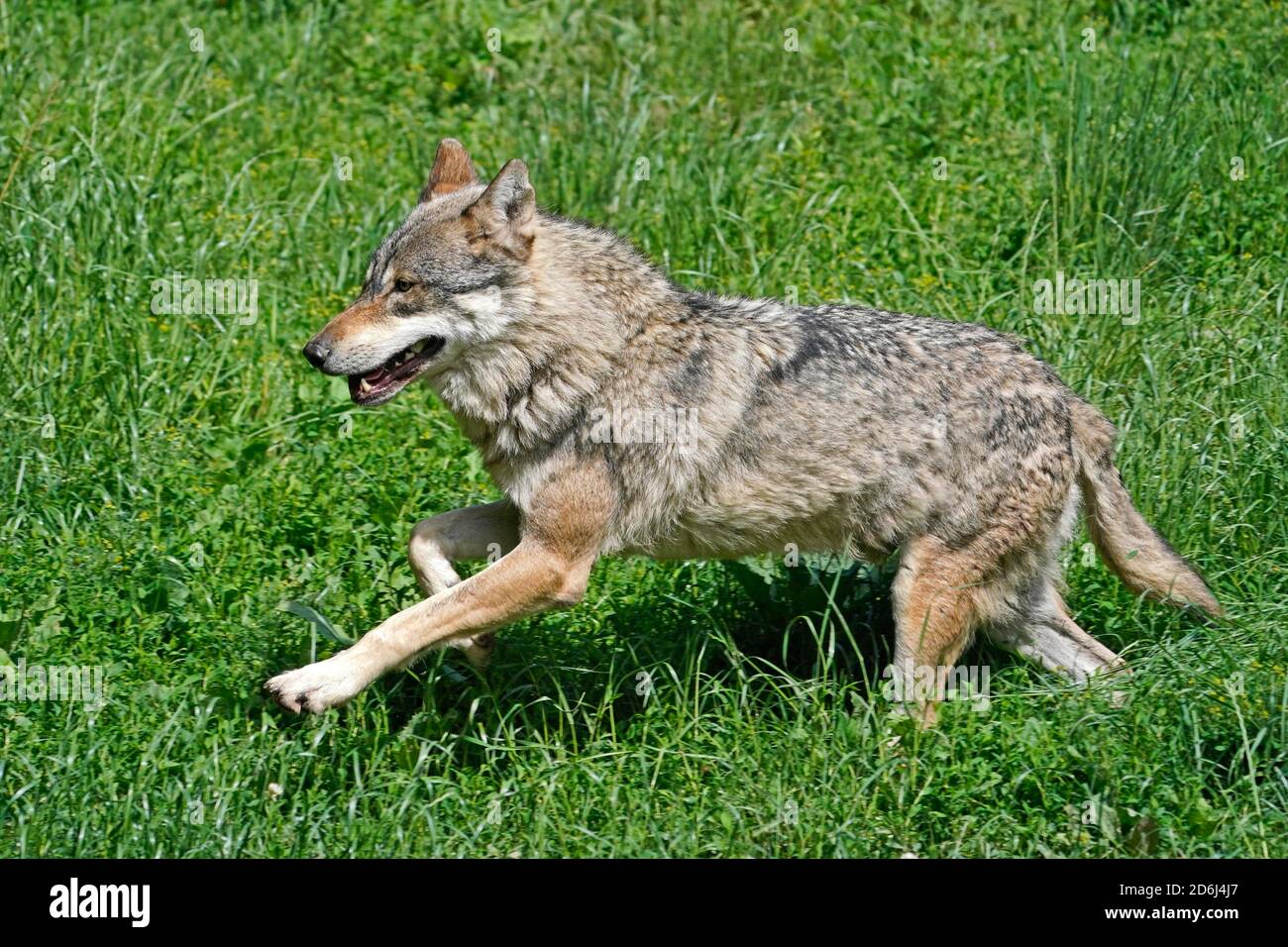 European Grey Wolf (canis lupus) passeggiate in un prato, Francia Foto Stock