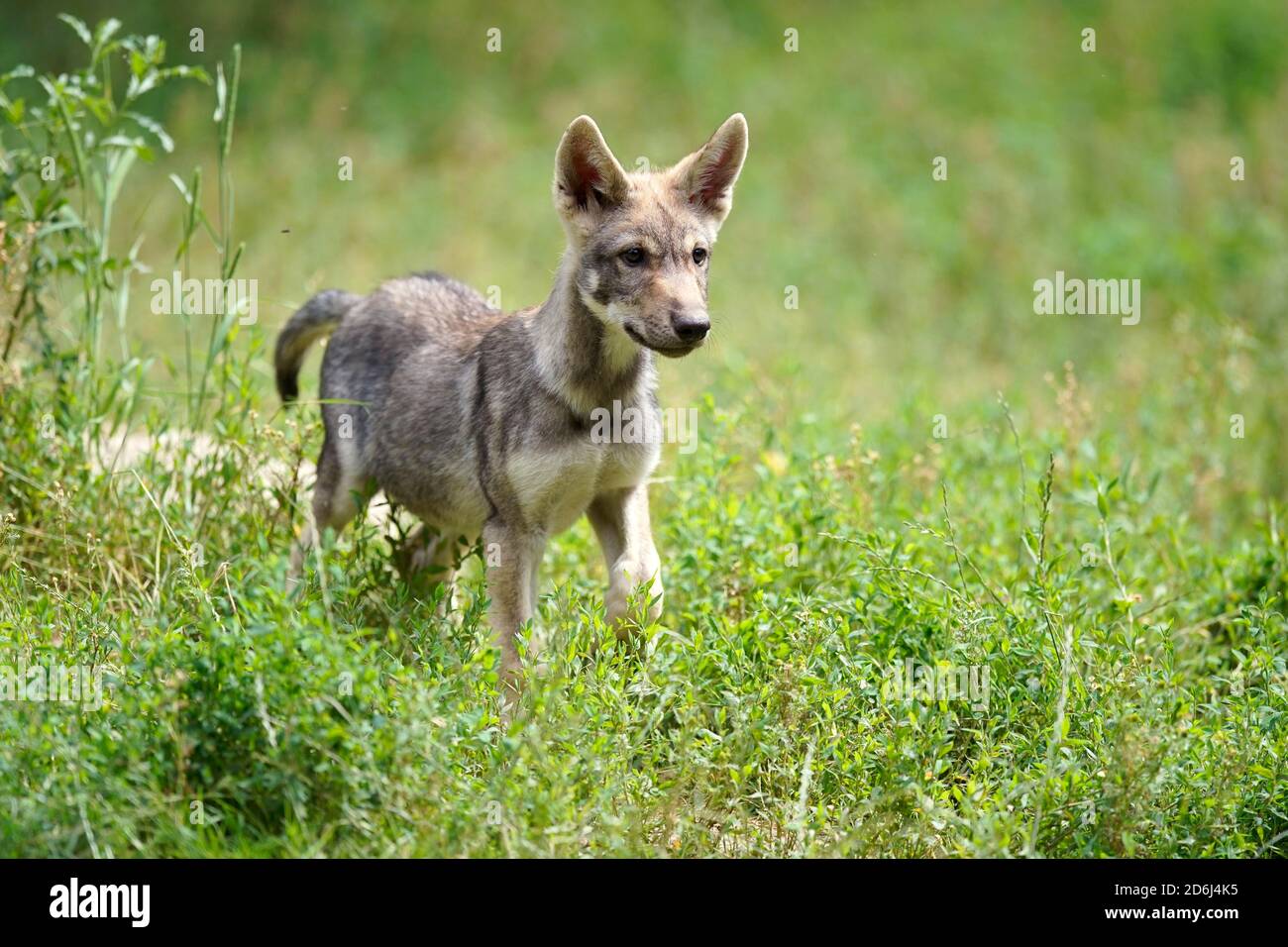Lupo grigio europeo (Canis lupus), Puppy cammina in un prato, Francia Foto Stock