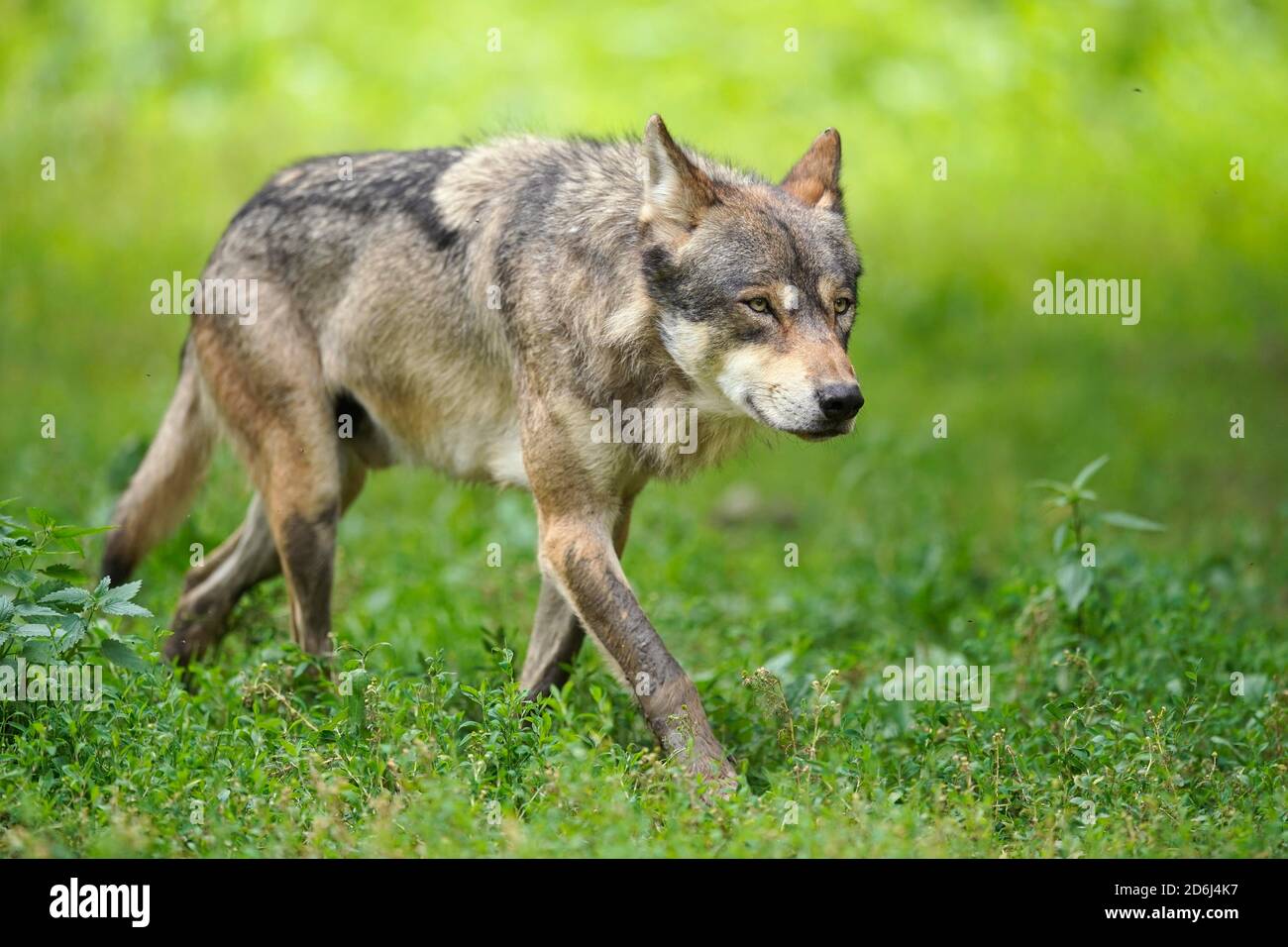 European Grey Wolf (canis lupus) passeggiate in un prato, Francia Foto Stock
