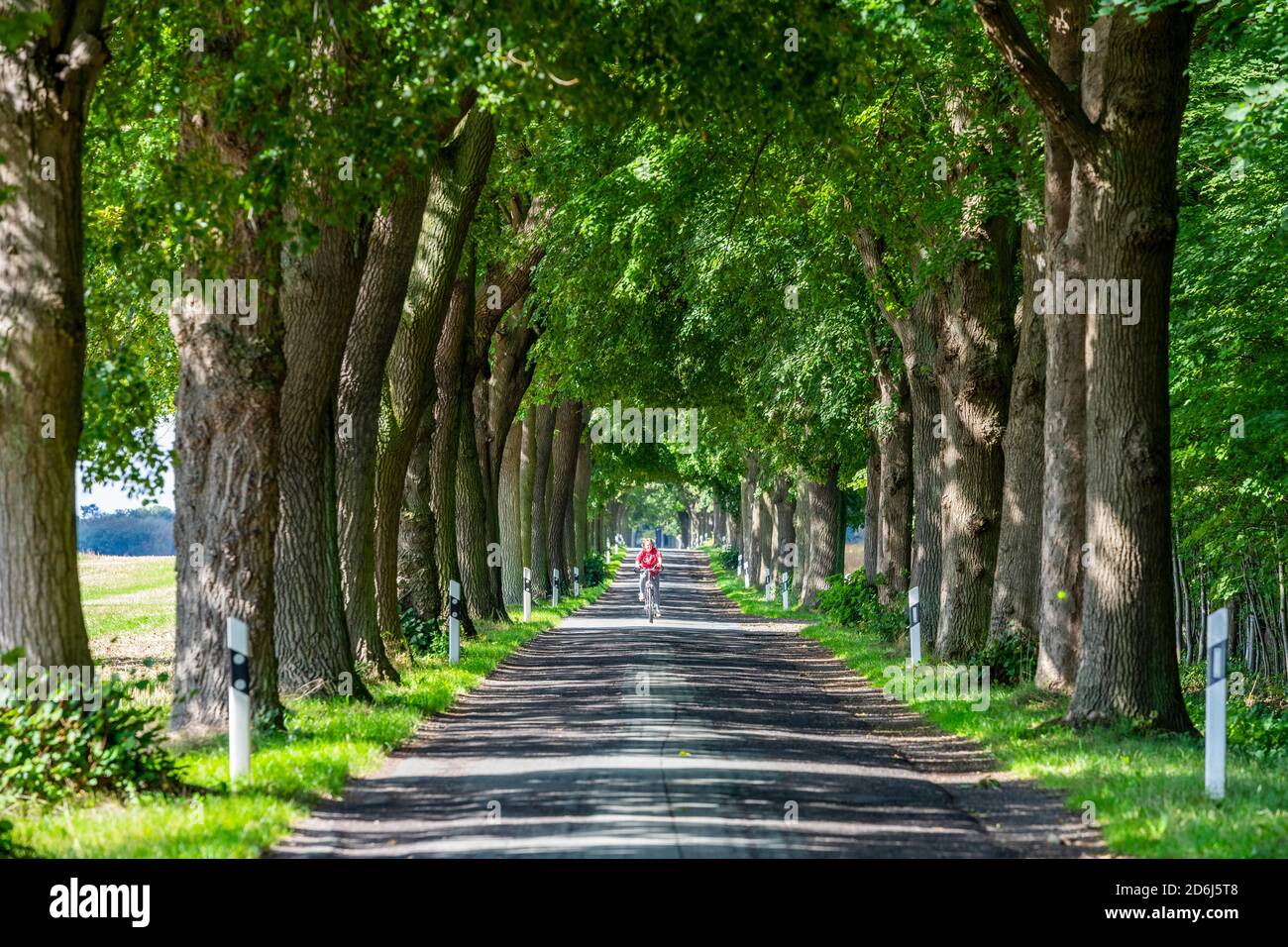 Oak Avenue vicino a Bugewitz, Peene Valley River Landscape Nature Park, Meclemburgo-Pomerania occidentale, Germania Foto Stock