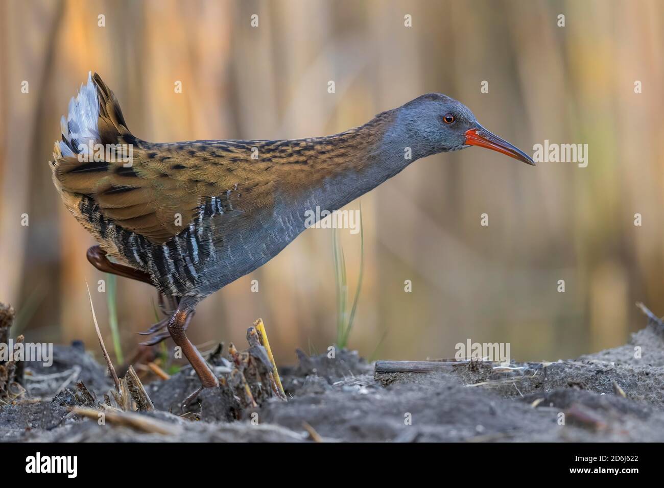 Water Rail (Rallus aquaticus) in cerca di cibo, Middle Elba Biosfera Reserve, Sassonia-Anhalt, Germania Foto Stock