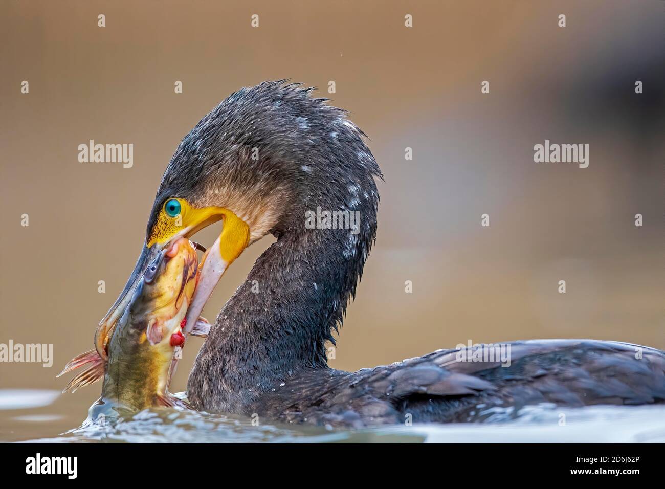 Grande cormorano (Phalacrocorax carbo) con catturato pesce gatto minke, Kiskunsag National Park, Ungheria Foto Stock