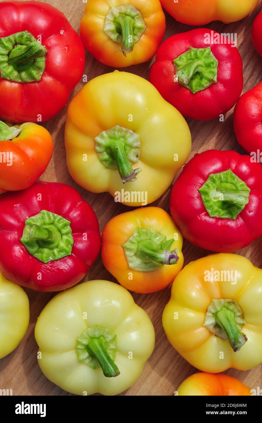 Peperoni dolci biologici freschi in diversi colori, coltivano il concetto di cibo biologico Foto Stock