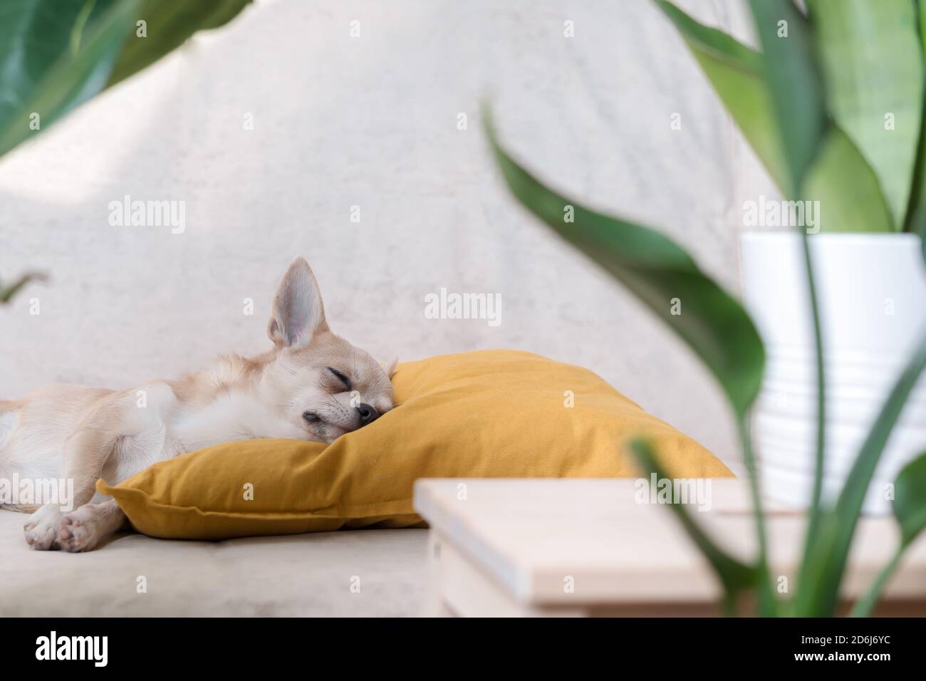 Cane Chihuahua giacente su cuscino giallo vicino alla pianta. Cucciolo relax sul divano Foto Stock