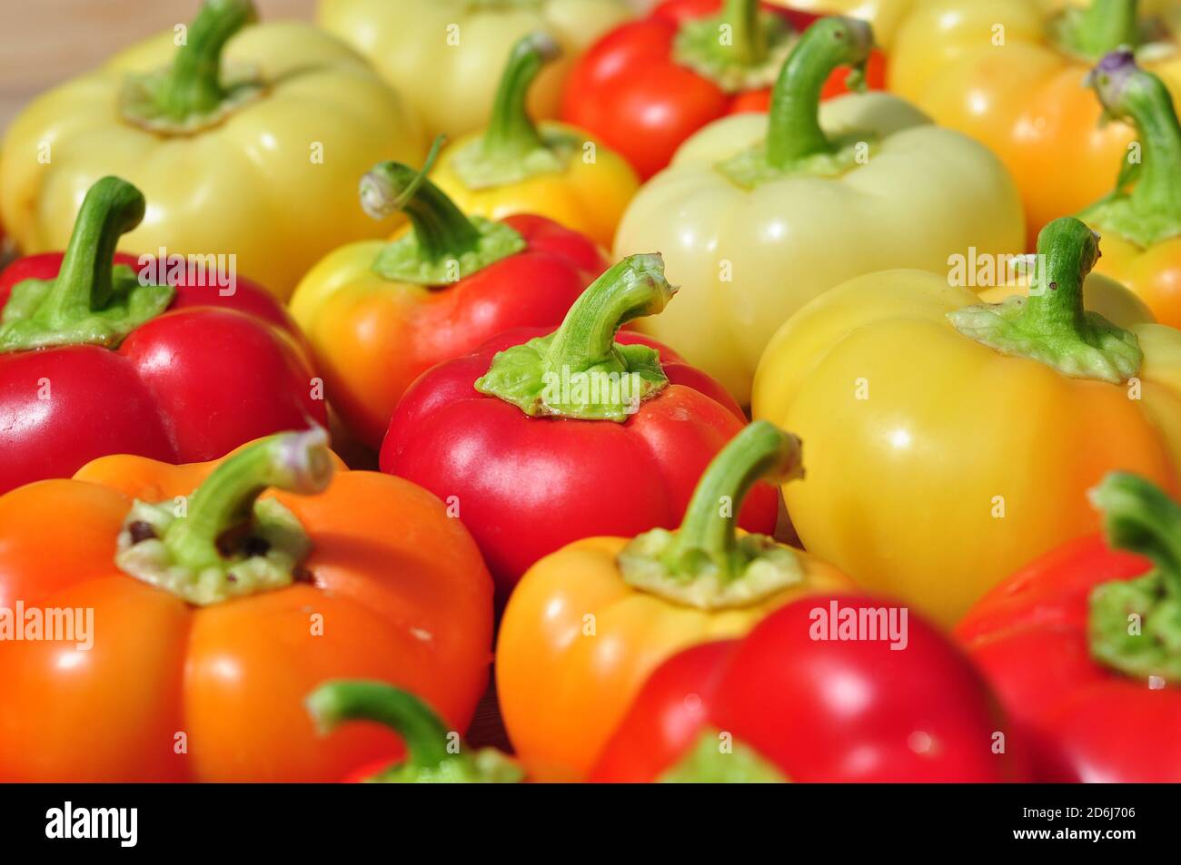 Peperoni dolci biologici freschi in diversi colori, coltivano il concetto di cibo biologico Foto Stock