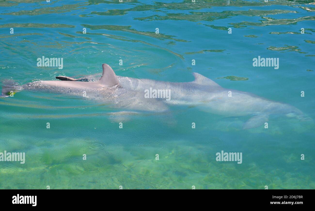 I delfini nuotano nella piscina coperta, tenuti in cattività per intrattenere le persone, Bermuda Island. Concetto di libertà per gli animali Foto Stock