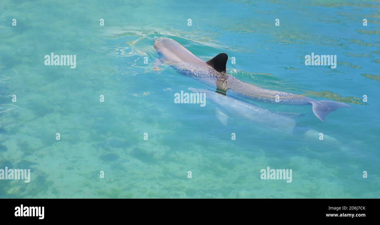 I delfini nuotano nella piscina coperta, tenuti in cattività per intrattenere le persone, Bermuda Island. Concetto di libertà per gli animali Foto Stock