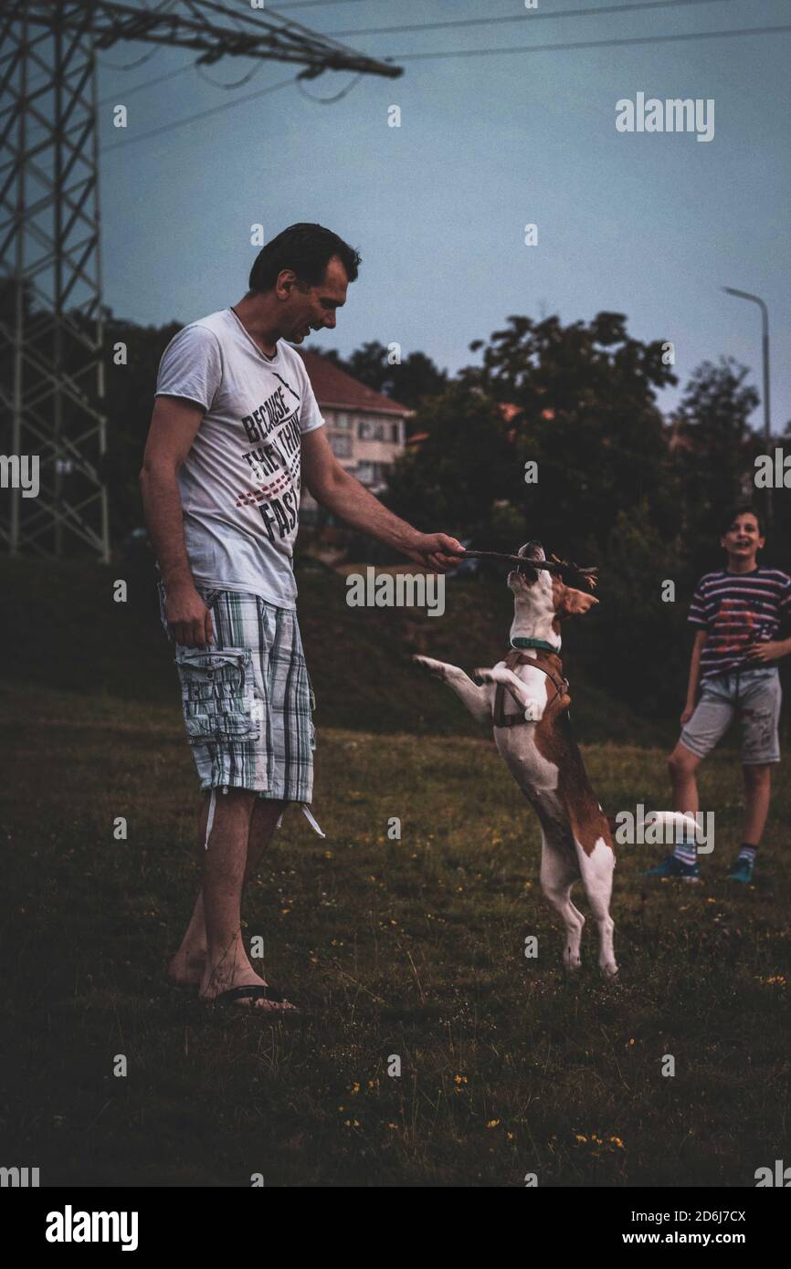 Uomo che gioca con il cane beagle Foto Stock