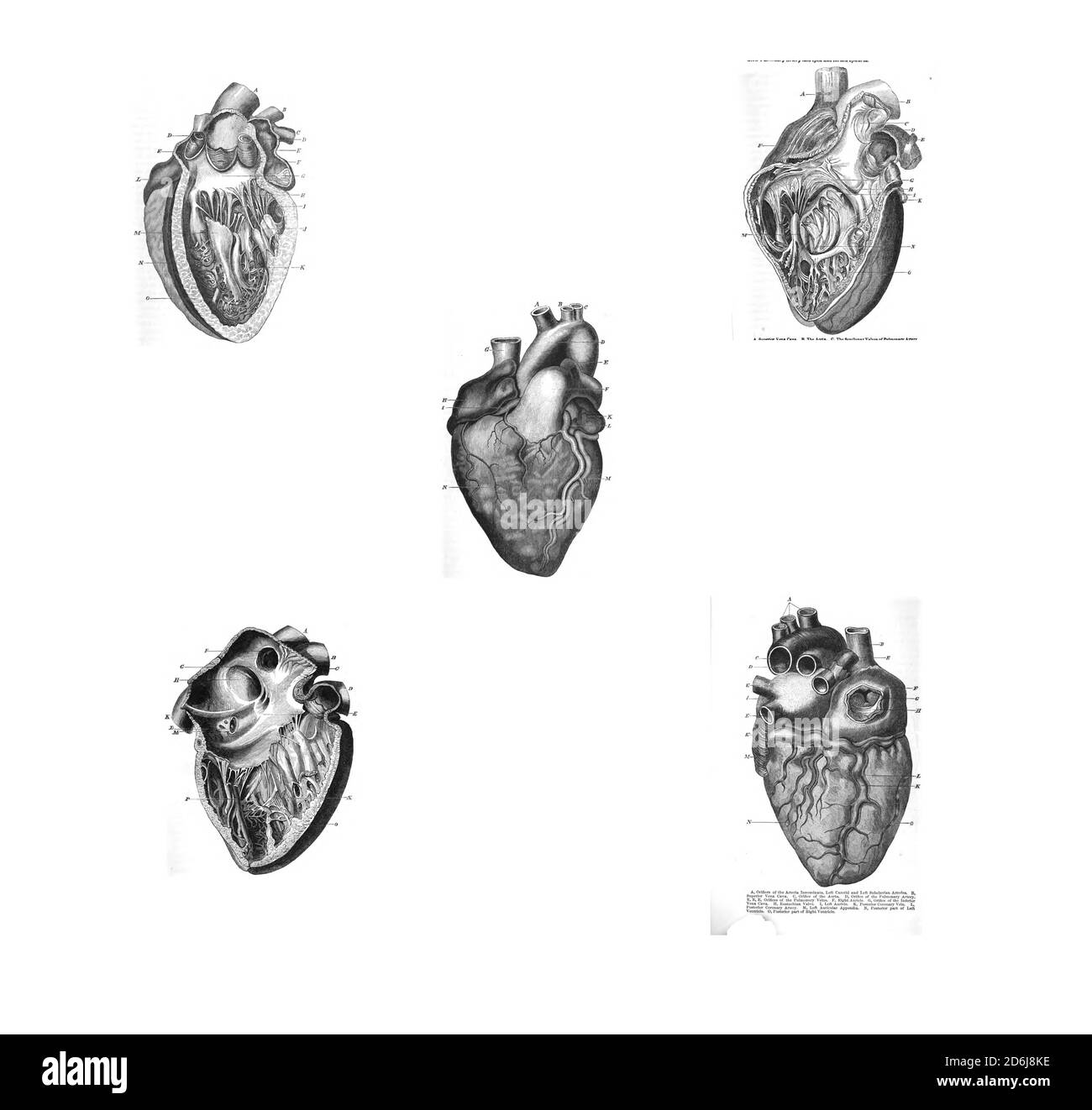 5 viste del cuore umano dall'anatomia del Arterie del corpo umano John Hatch Power - 1860 Foto Stock
