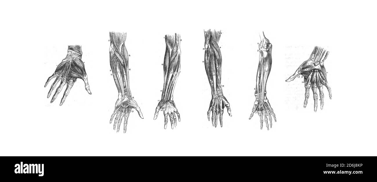 6 dissezioni della mano umana e del braccio, da fuori del libro di stampa, anatomia umana: Volume 1 Jones Quain, Richard Quain, William Sharpey - 1849 Foto Stock