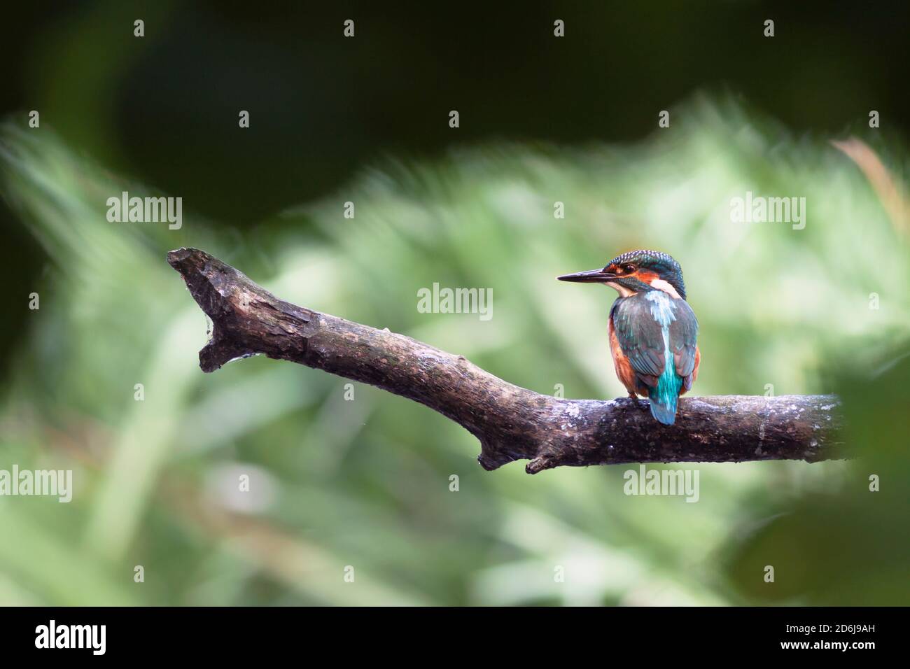 Il re-pescatore comune (Alcedo atthis) seduto su un ramo. Foto Stock