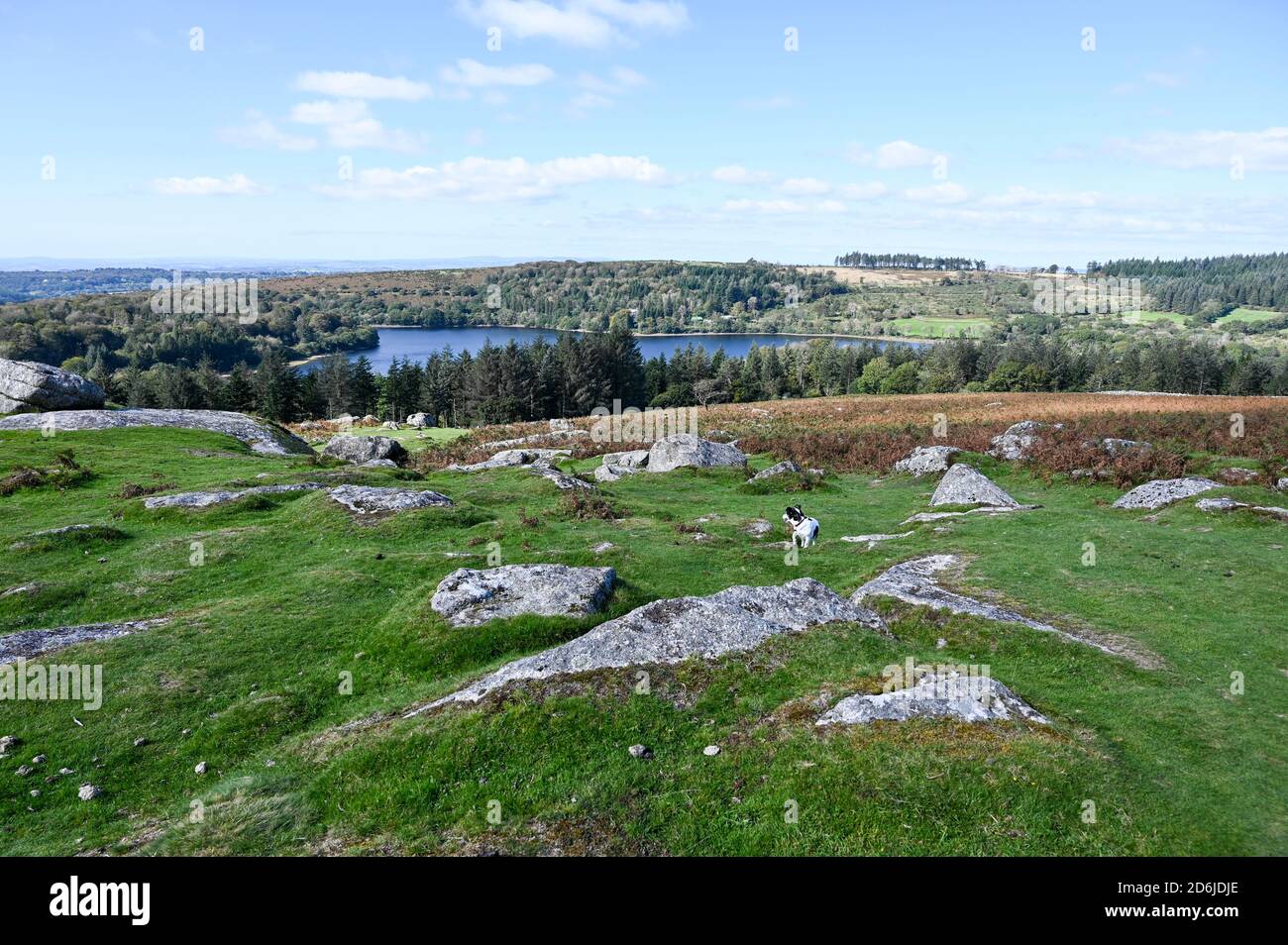 Vista dalla cima di Sheepstor, Dartmoor National Park, con un piccolo cane che cammina attraverso la brughiera aperta e Burrator Reservoir in una giornata di sole. Foto Stock