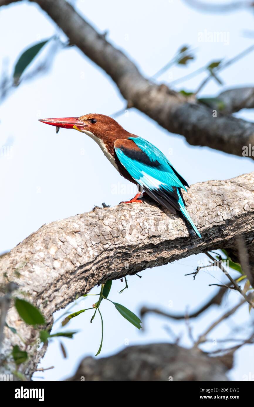 Il Martin pescatore di razza bianca (Halcyon smyrnensis) si trova in un albero alla ricerca di insetti, rettili e piccoli uccelli per il suo pasto in India Foto Stock