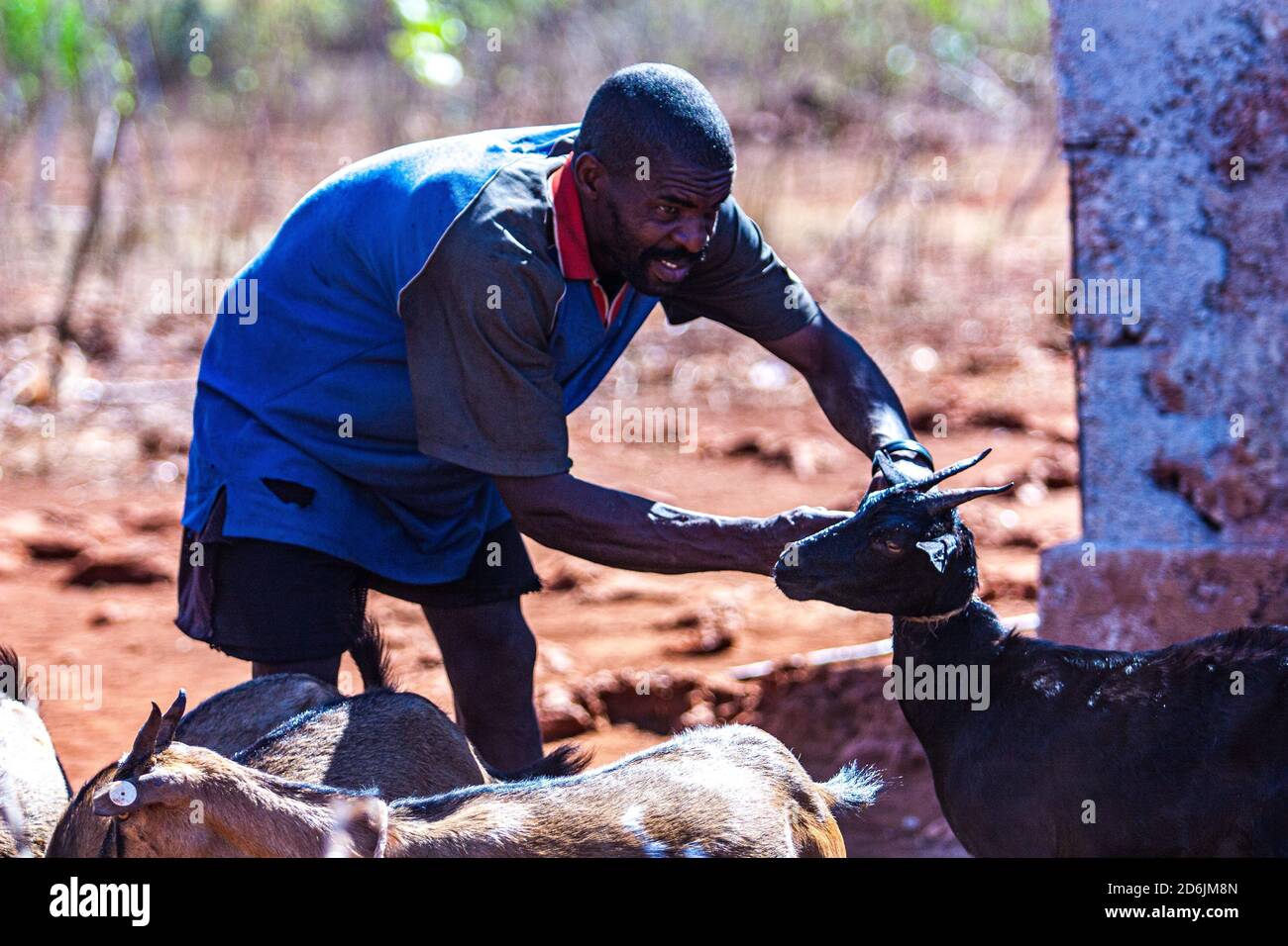 Allevatori di capra haitiani, scena rurale Foto Stock