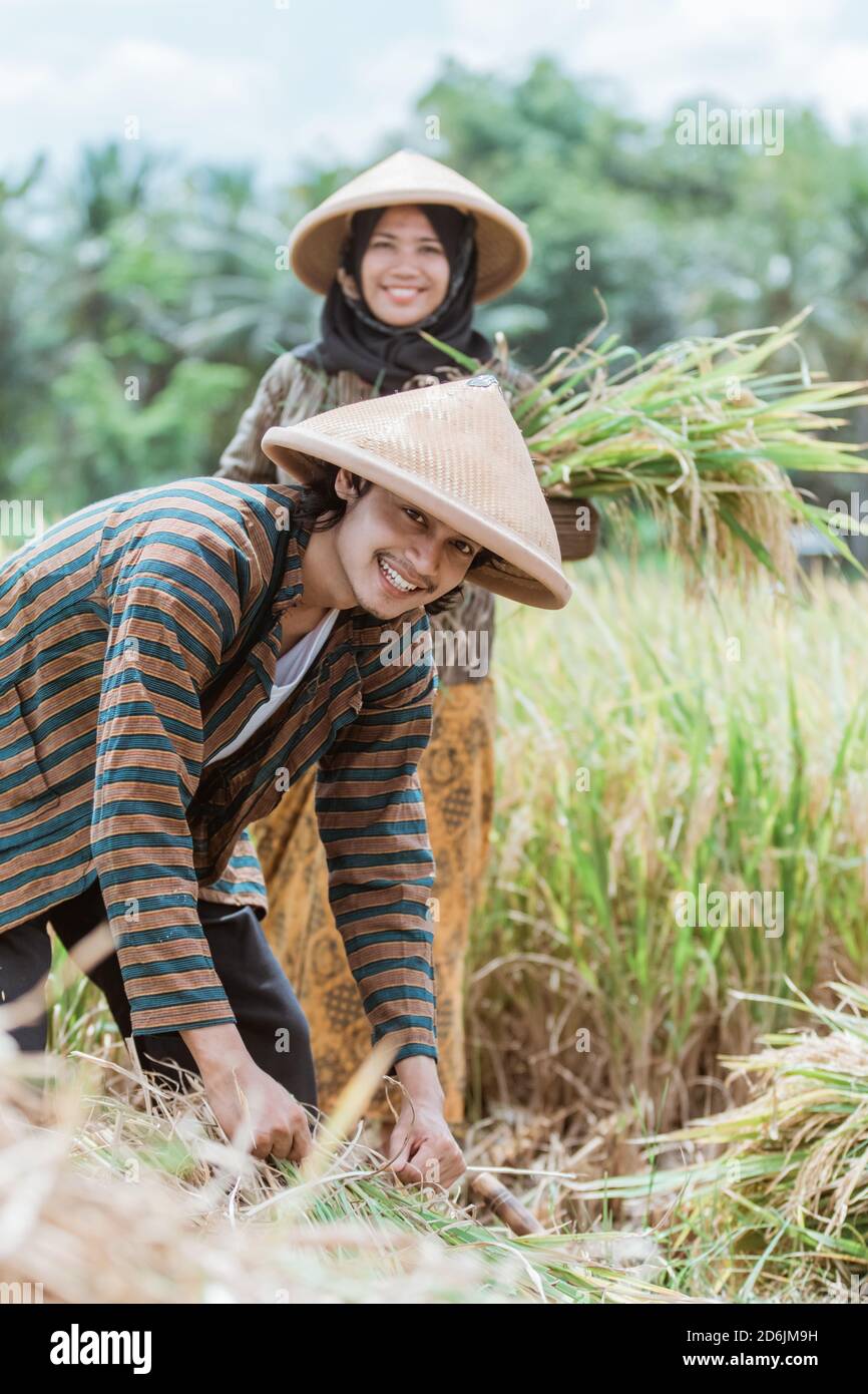 primo piano di agricoltori sorridenti mentre legando le piante di riso e. portando i loro raccolti nei campi Foto Stock