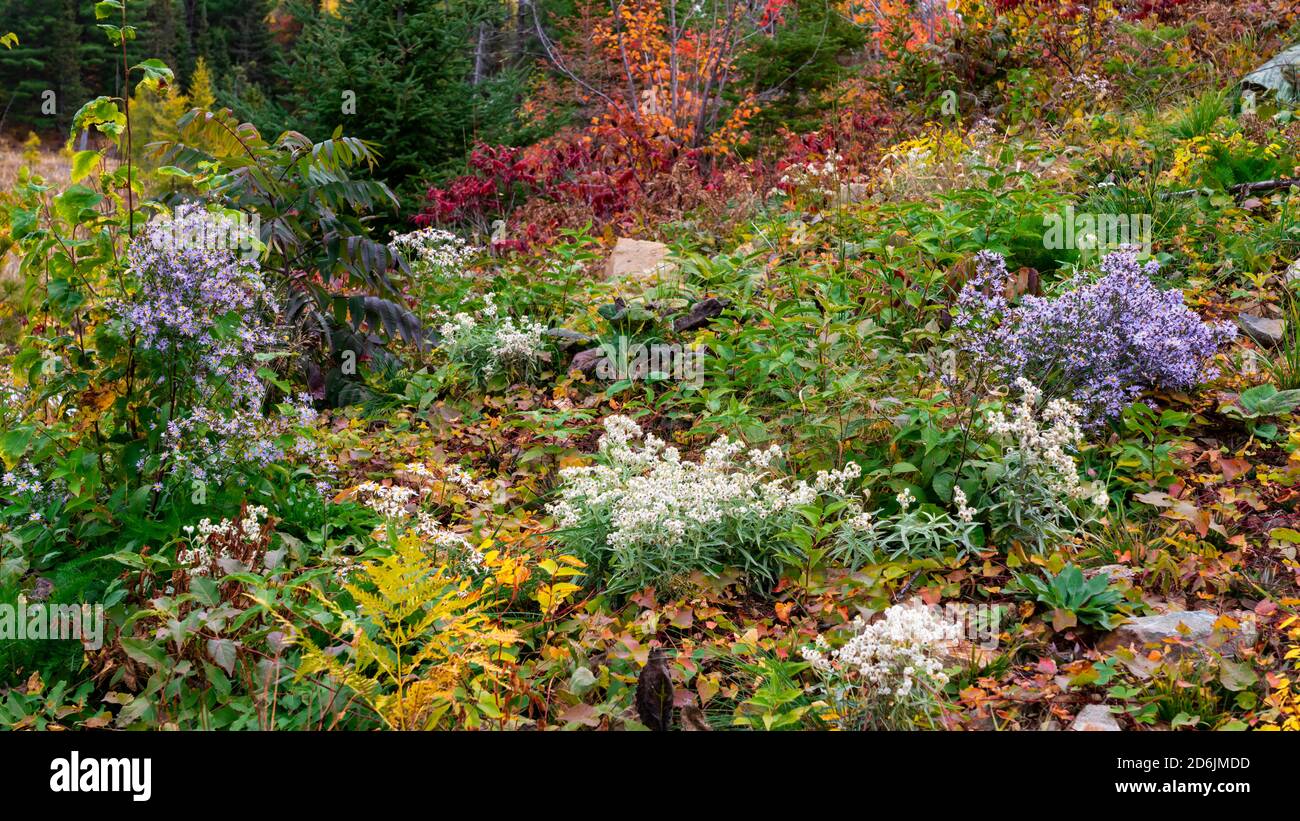 Fiori selvatici autunnali con colore delle foglie autunnali vicino a Fort Frances, Ontario, Canada. Foto Stock