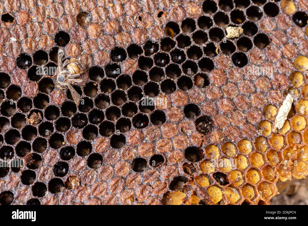 Un'ape morta si trova sulla cima di un pezzo di nido d'ape. Foto Stock
