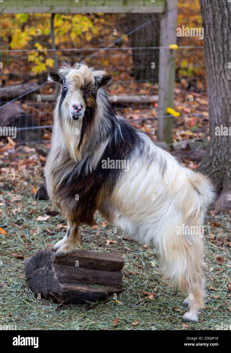 Un capra nigeriano di narf (capra di Billy) sta su un ceppo alla sua fattoria della contea di DeKalb vicino Spencerville, Indiana, Stati Uniti. Foto Stock