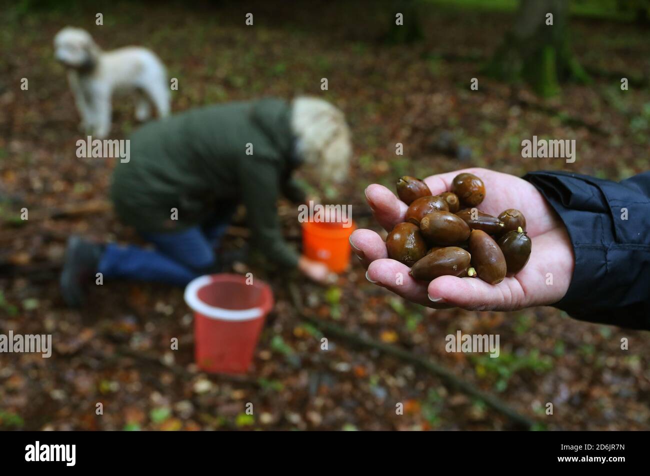 Rothenbuch, Germania. 16 Ott 2020. Karin Stenger mostra ghiande appena  raccolte in una foresta di querce nel Hochspessart, mentre Carmen Krank  raccoglie ghiande dal pavimento della foresta. Le ghiande sono usate per