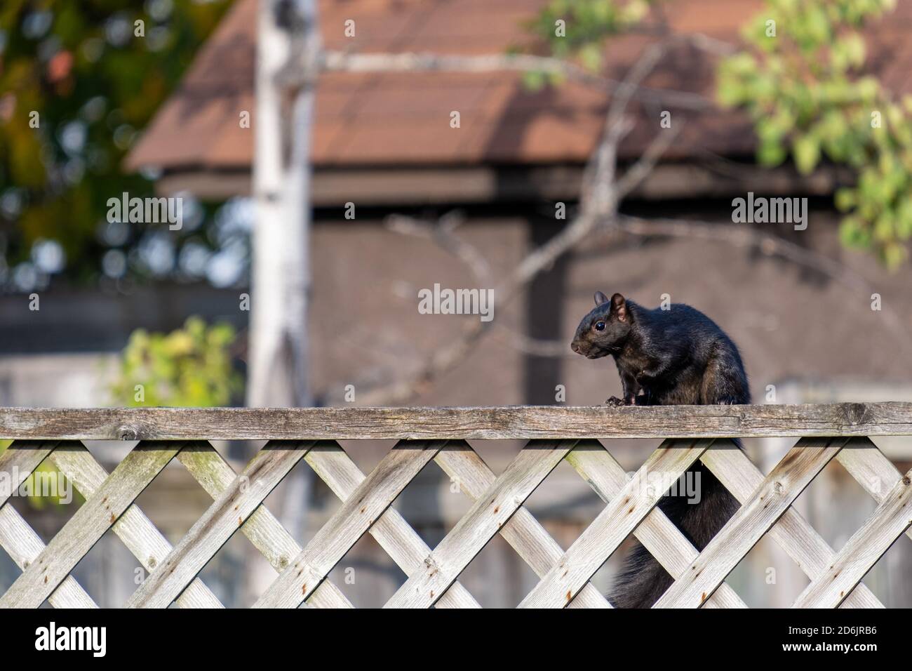 Uno scoiattolo nero è appollaiato sulla cima di una recinzione di legno in un cortile. Foto Stock