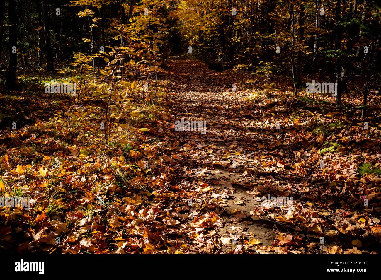 Un percorso naturalistico in autunno è coperto da foglie autunnali cadenti, e nel tardo pomeriggio, un modello di ombre gettate sul sentiero dal sole. Foto Stock