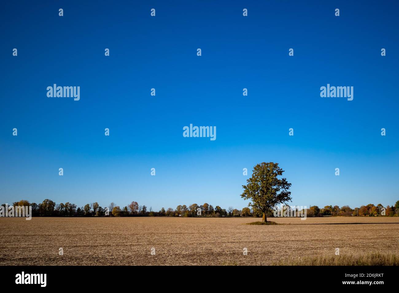 Un albero solitario si trova nel mezzo di un campo agricolo in autunno, con le colture già raccolte per la stagione. Un cielo blu chiaro riempie la maggior parte della Th Foto Stock