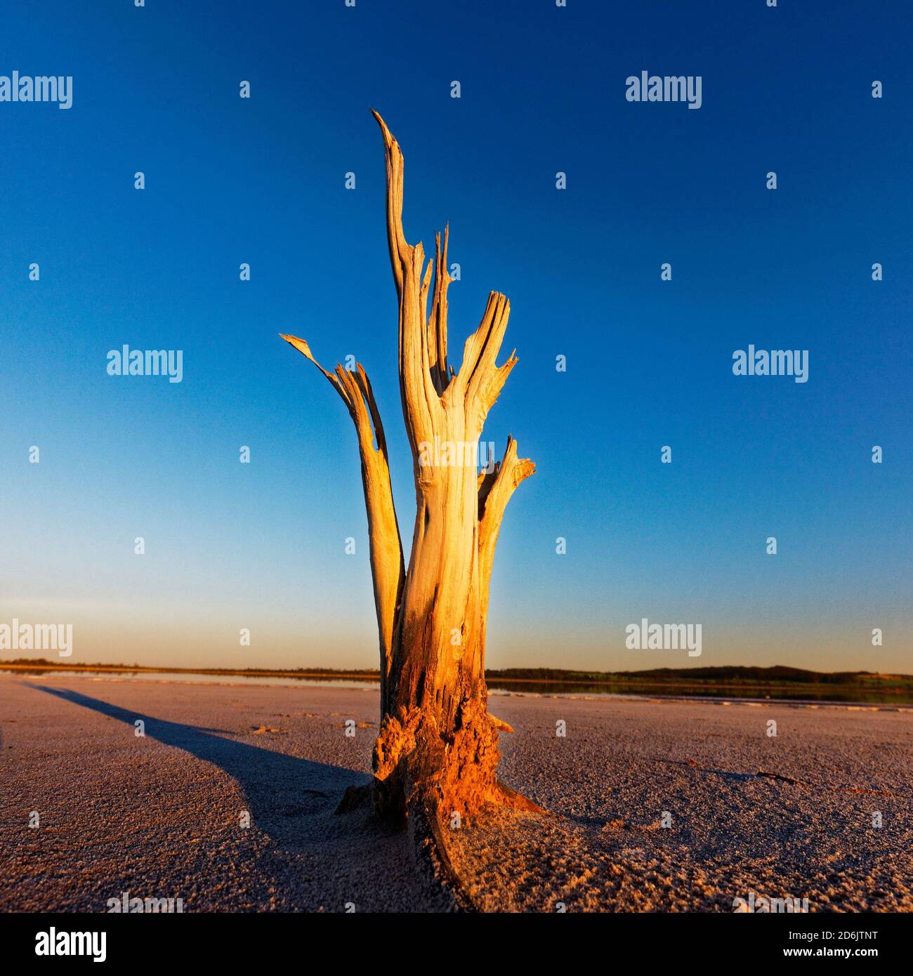 Dead Trees, Lago Ninan Salt Lake, Victoria Plains Australia Occidentale Foto Stock